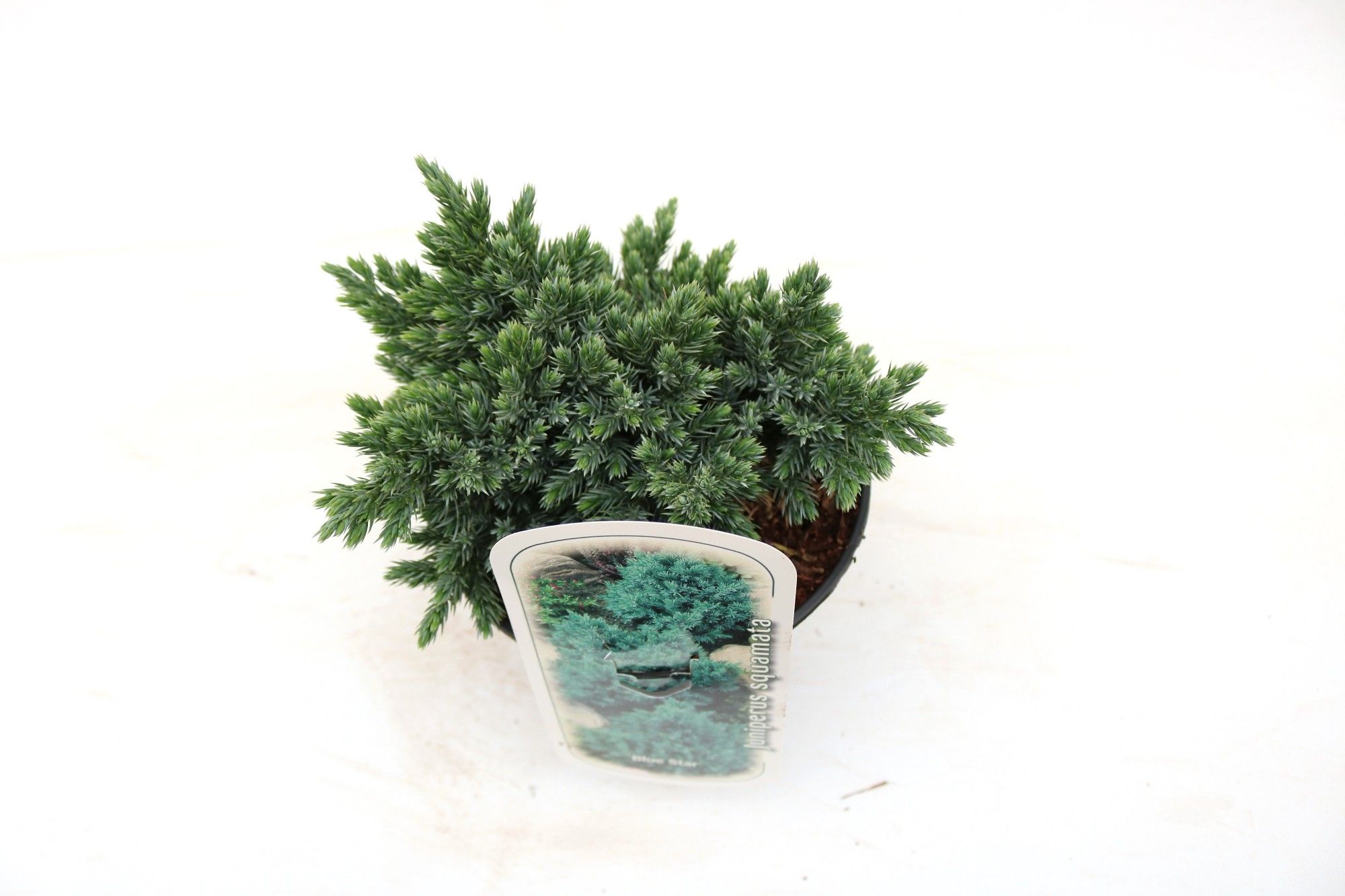 Juniperus squamata 'Blue Star', D 17 cm