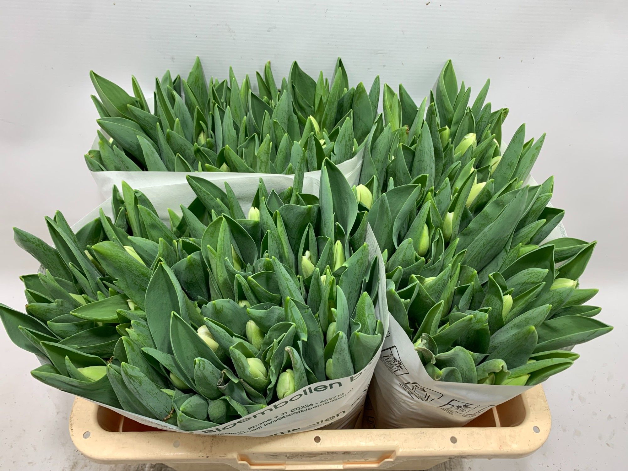 Тюльпан од. Антарктика (бел.), шт. Тюльпан од. Антарктика (бел.), шт.