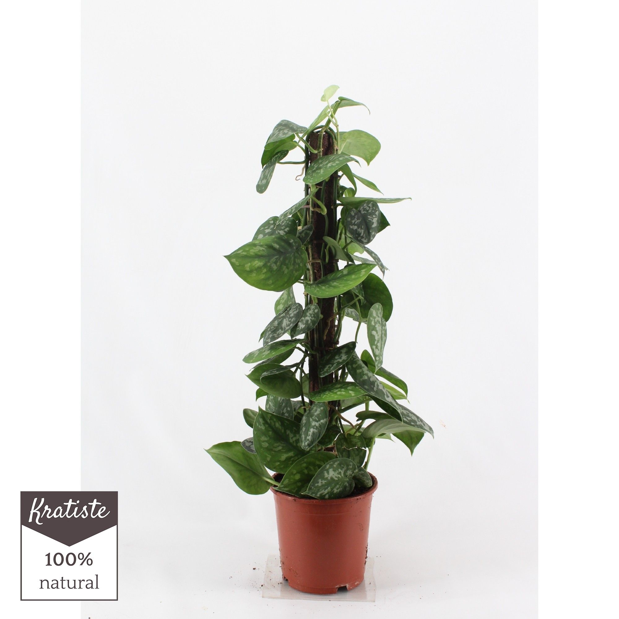 scindapsus pictus trebie 80cm kratiste klimstok, D 19