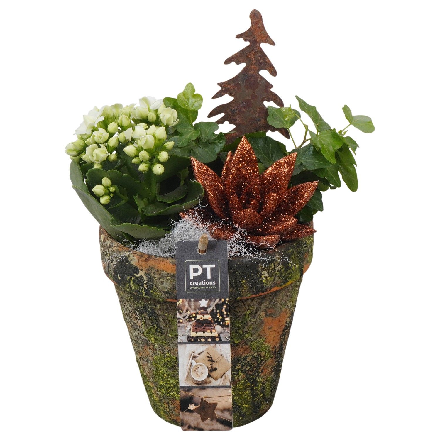 PTCHB9778 Arrangement Christmas Bronze in terracotta pot, D 13 cm