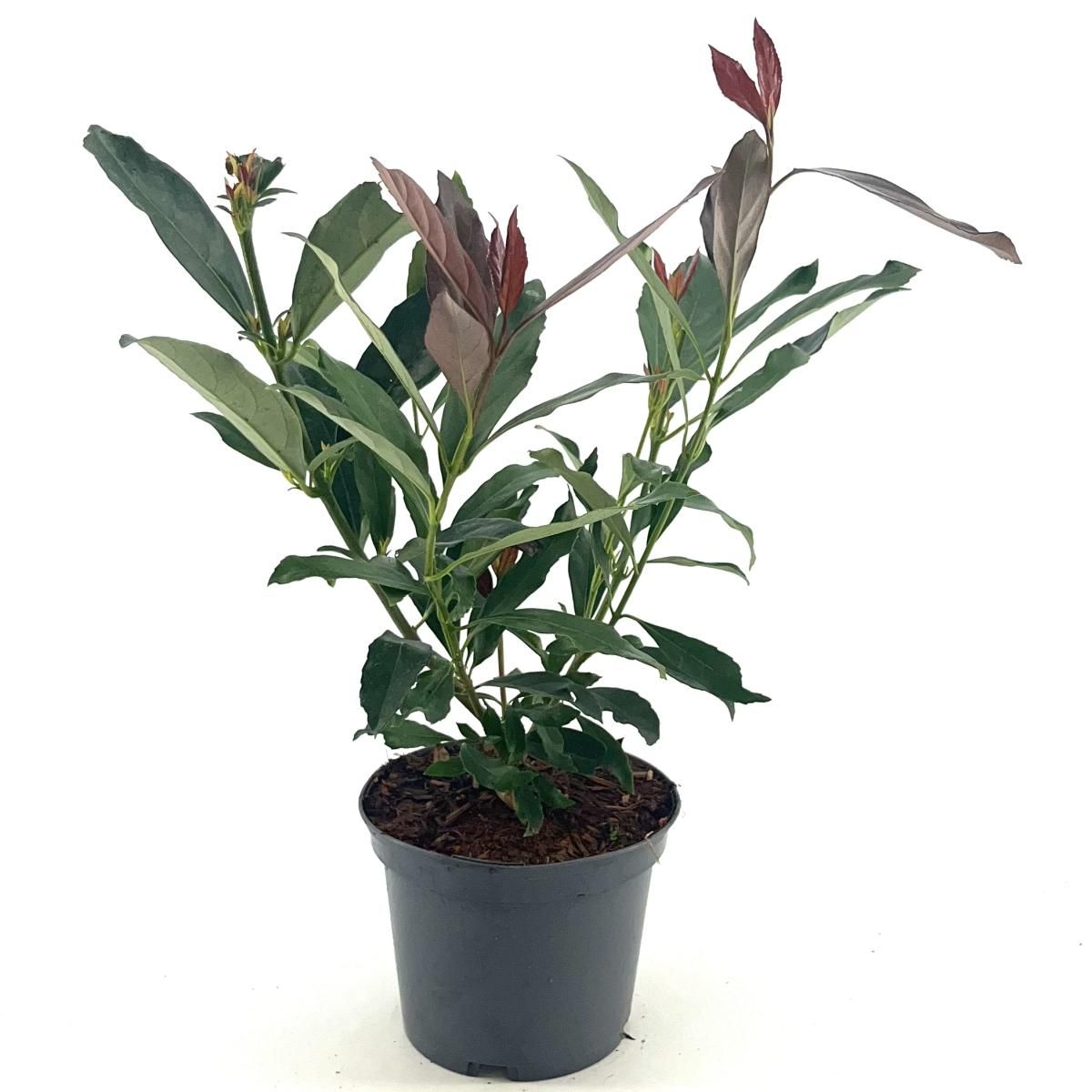 Viburnum odoratissimum Coppertop, D 19