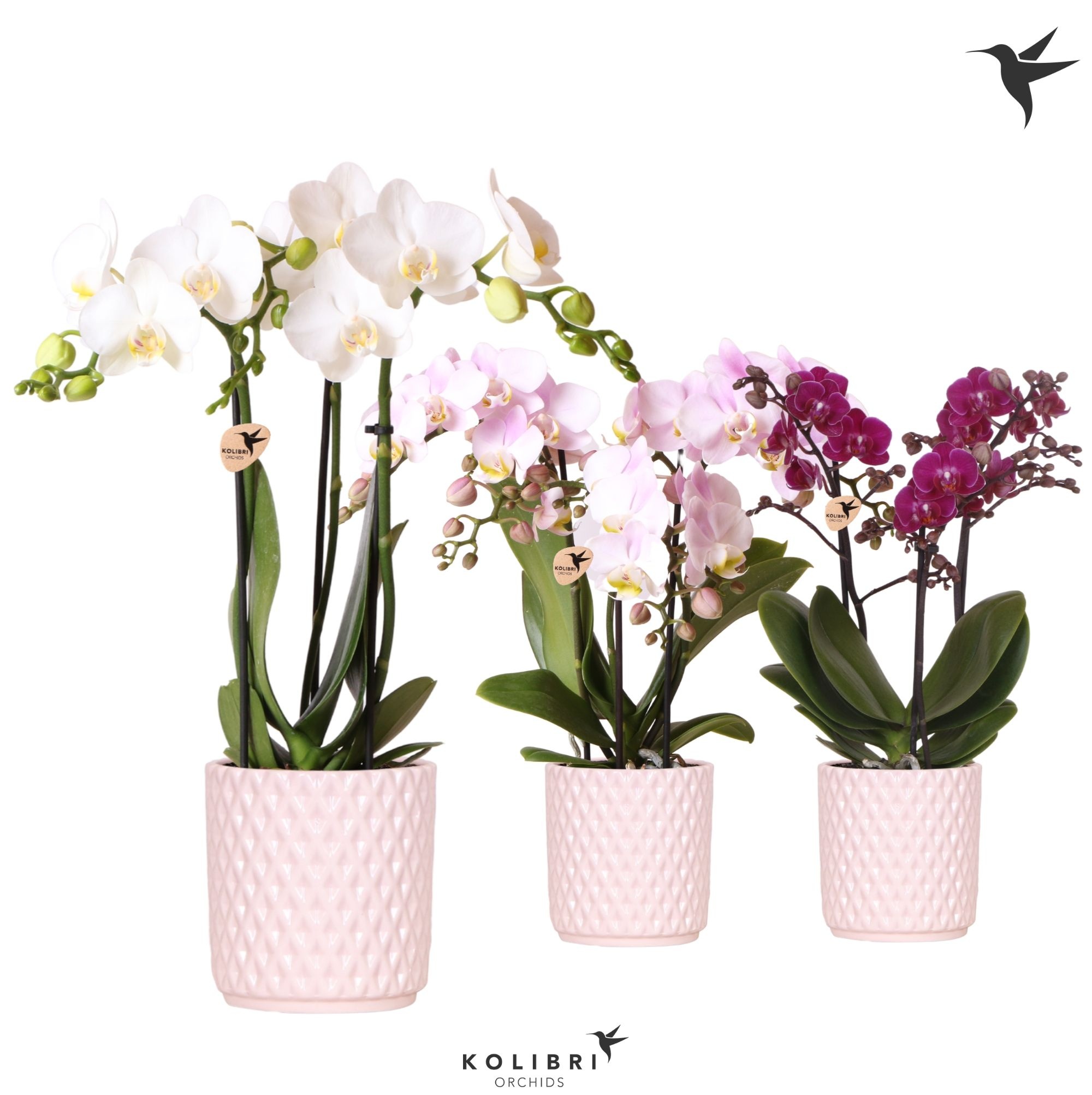 Kolibri Orchids Phalaenopsis mix 3 spike in Diamond pot Nude, D 9