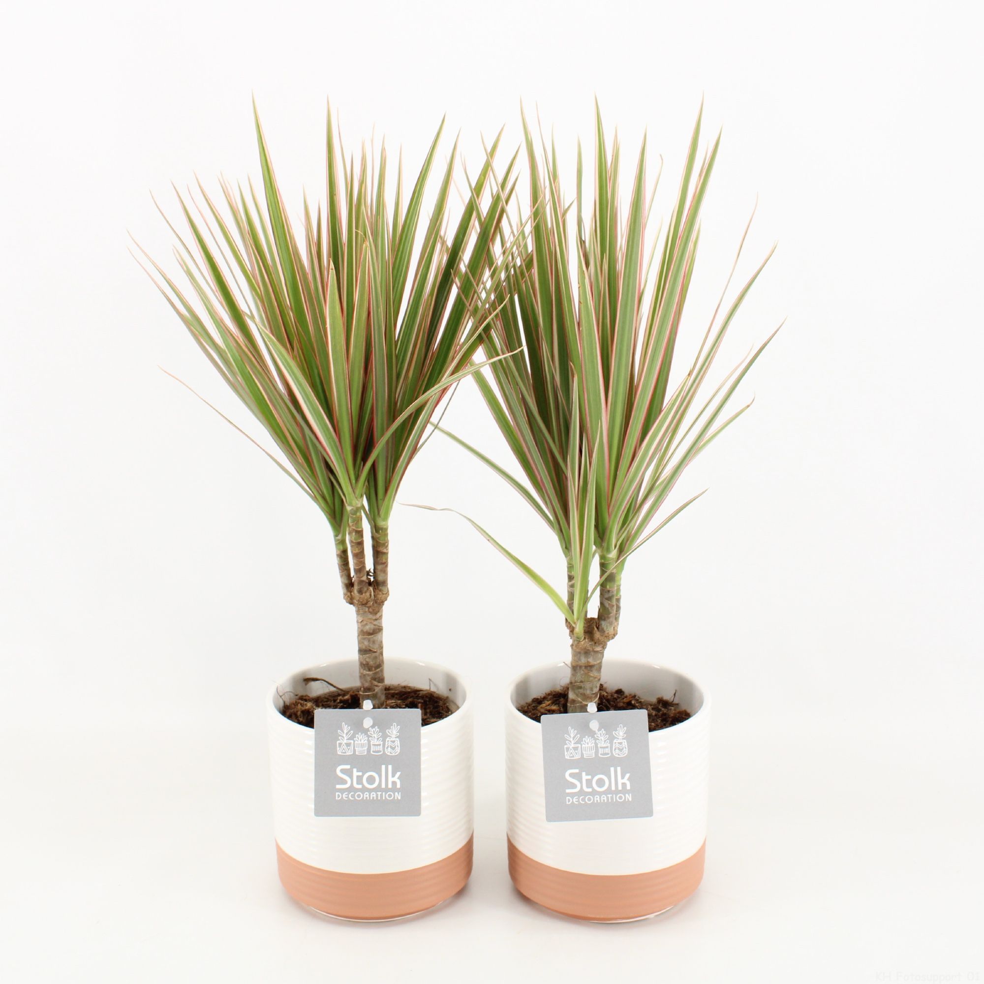 Dracaena Marginata Bicolor in Milou keramiek, D 13 cm