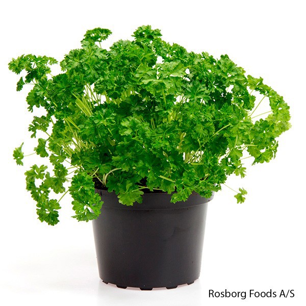 PETROSELINUM CRISPUM, D 15 cm