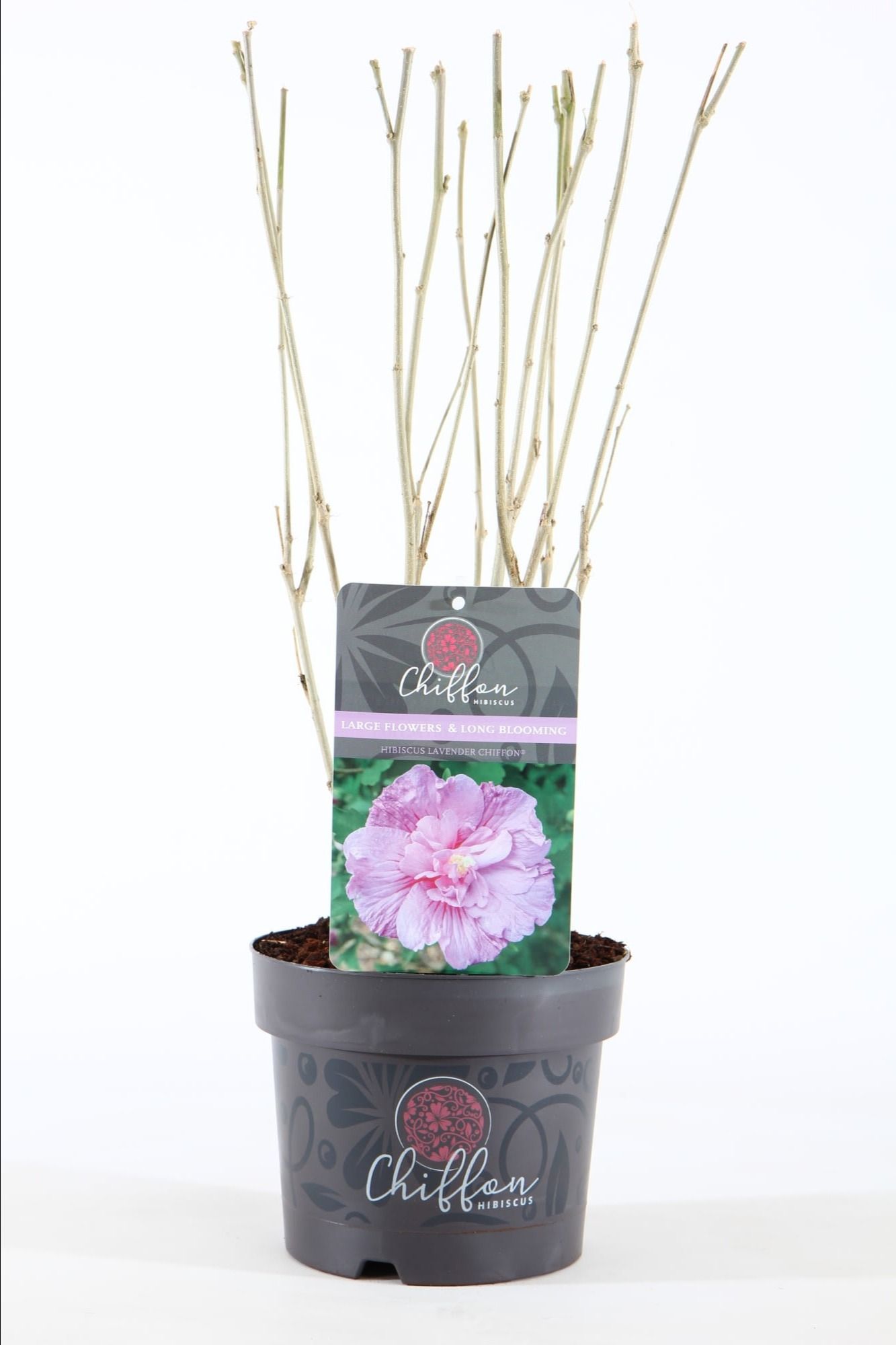 Hibiscus syr. 'Lavender Chiffon'® P19/C3, D 19