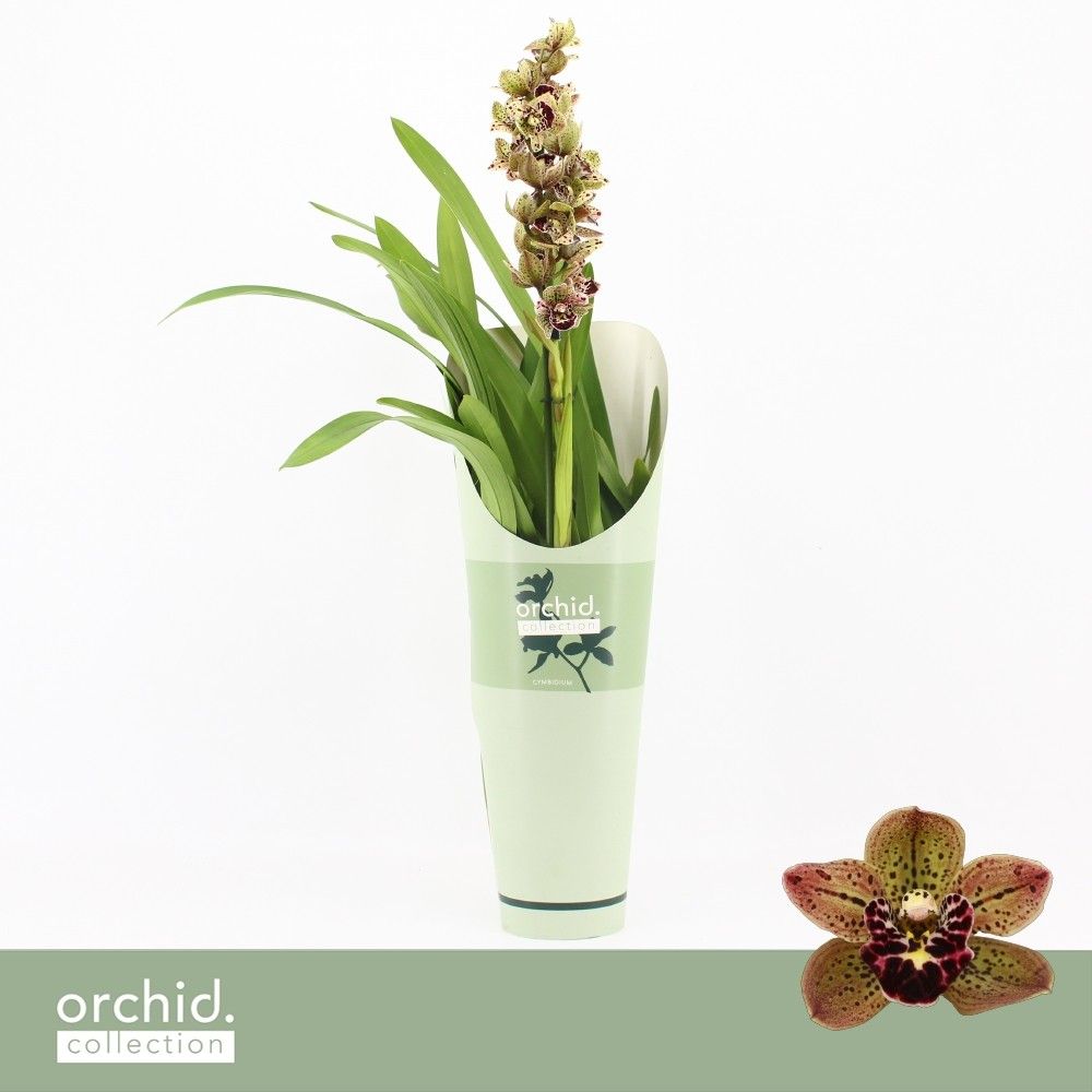 Cymbidium, Magic Bird 1-spike P14 'Orchid Collection' Potcover, D 14