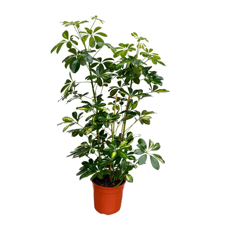 Schefflera Arboricola 'Gold Capella' toef - 80cm, D 21 cm