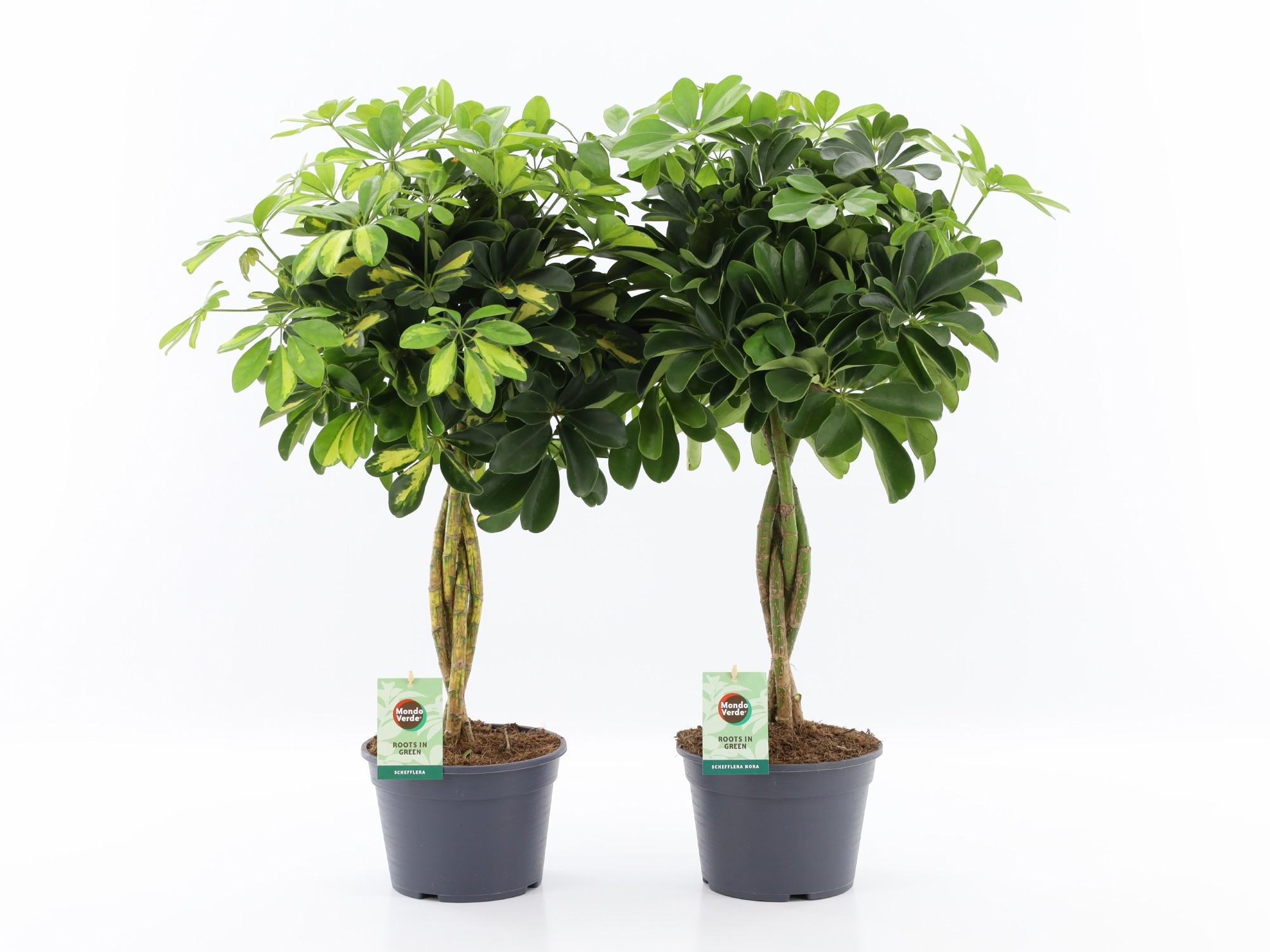 Schefflera arboricola Mix gevlochten stam, D 20 cm