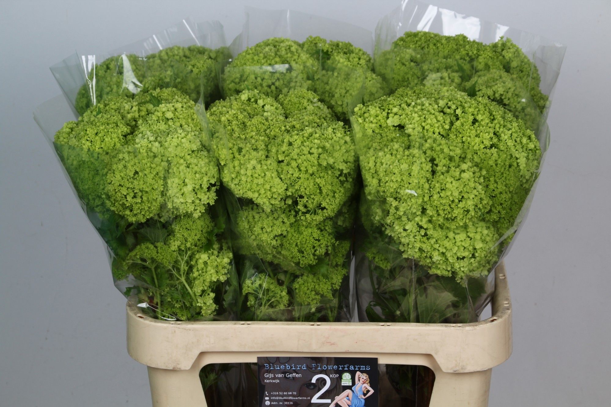 Вибурнум Розеум 80 (зел.), шт.