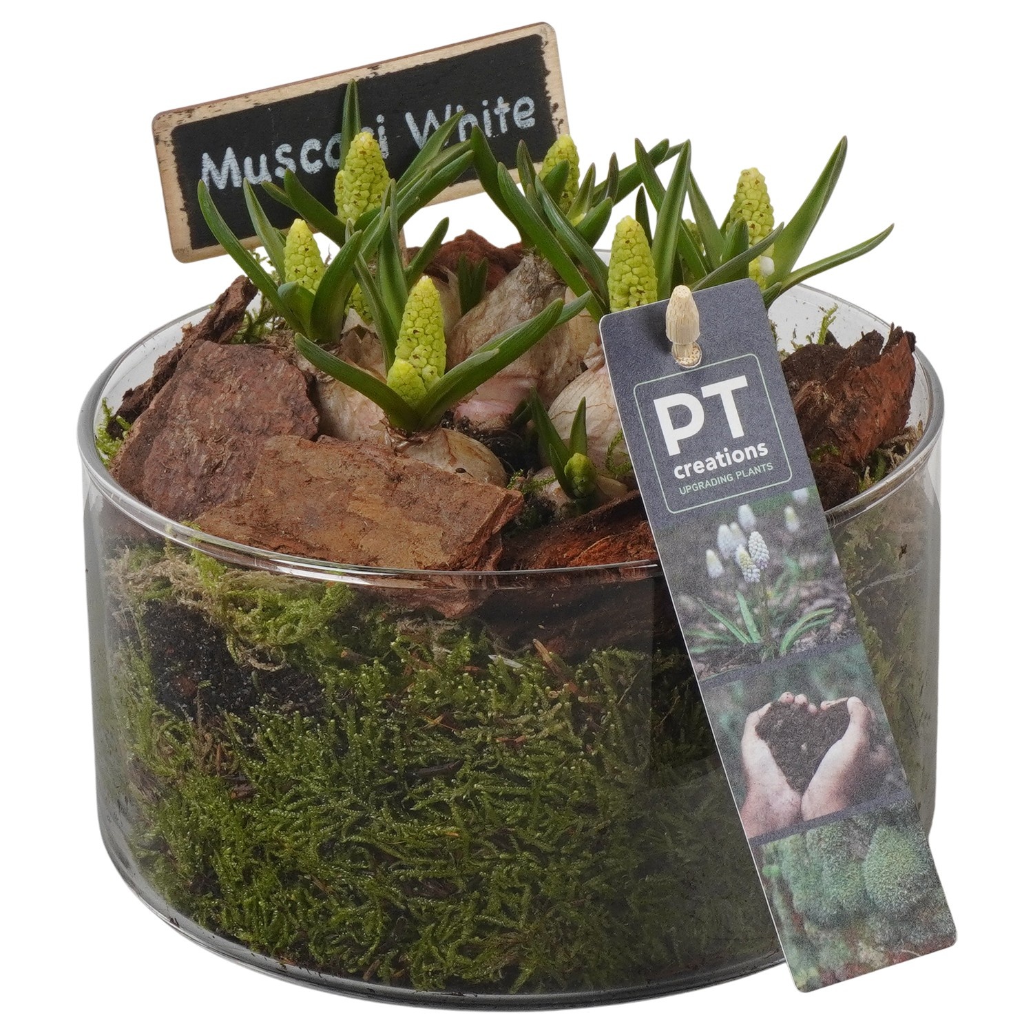 PTWMB8165 Arrangement Muscari White in glas schaal, D 14