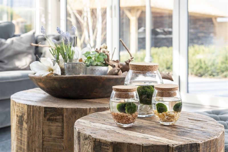 Chladophlora in Bolvaas x2(D12-H13), D 12