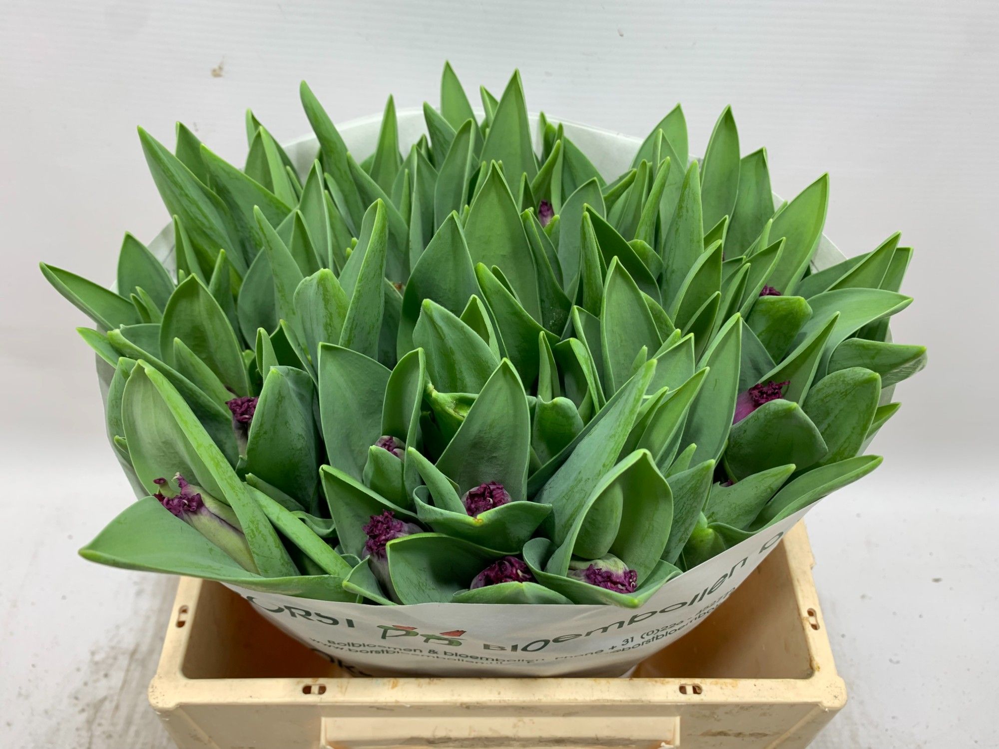 Тюльпан фр. Перпл Кристал, шт.