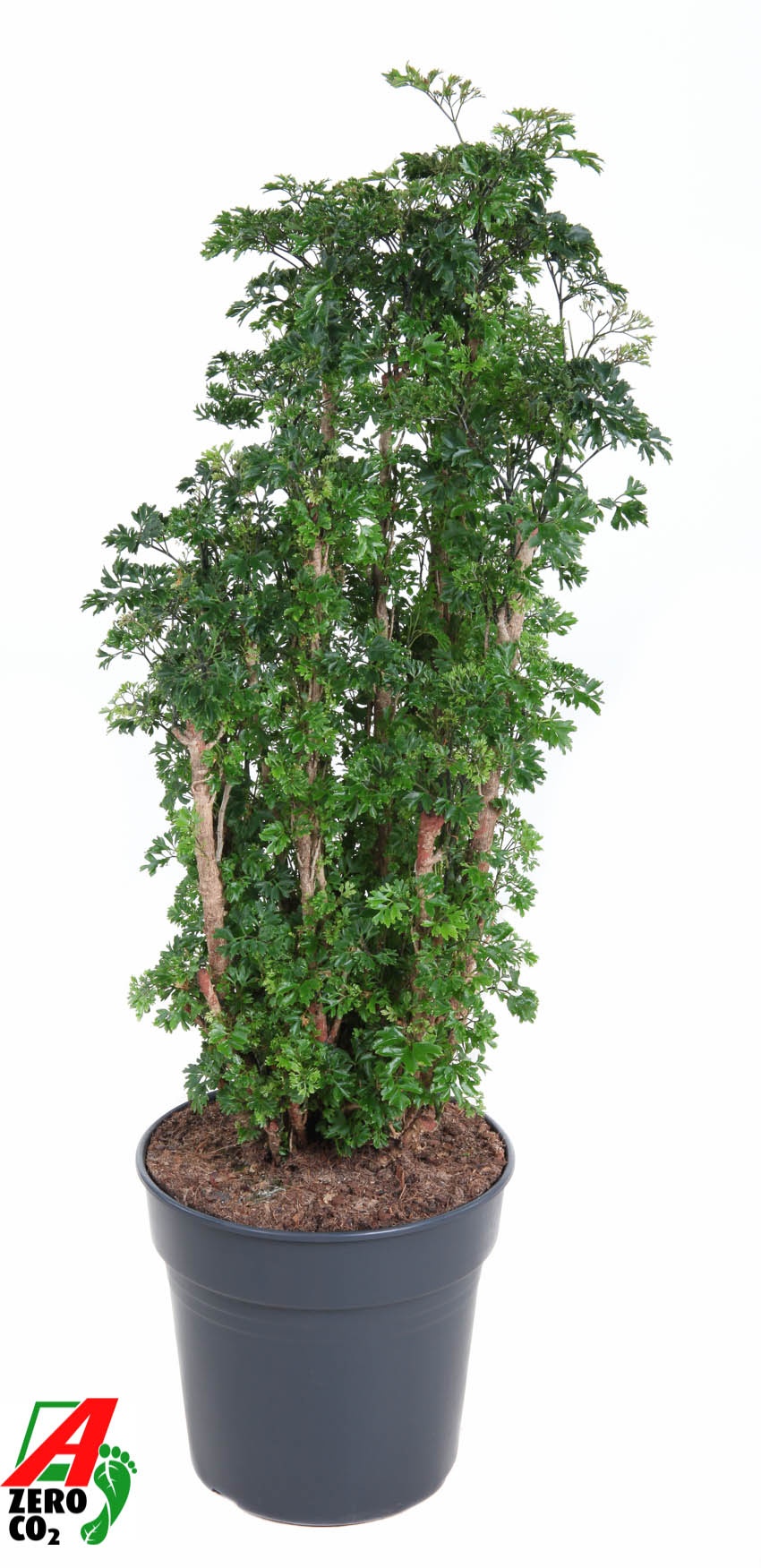 Polyscias Roble vertakt P27, D 27