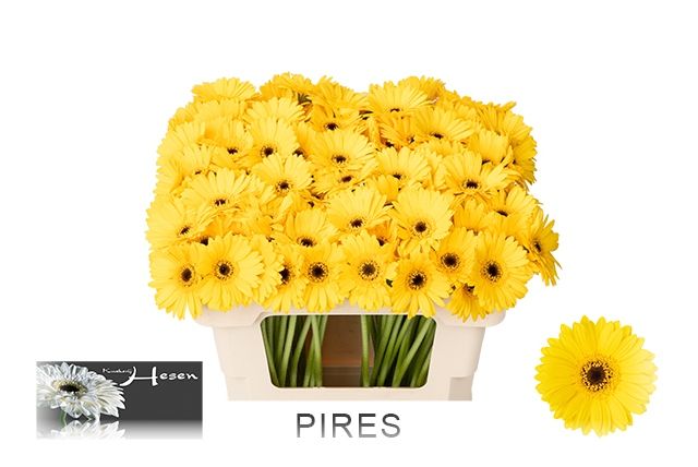 Гермини Пирес, шт.