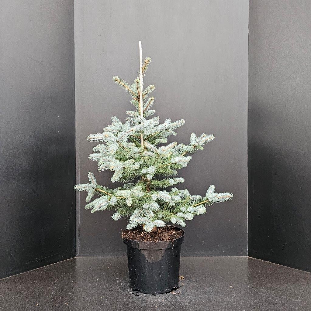 Picea pungens Edith, D 29 cm