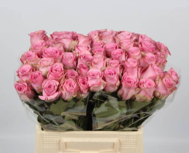 Роза од. Ренесанс 40, шт.