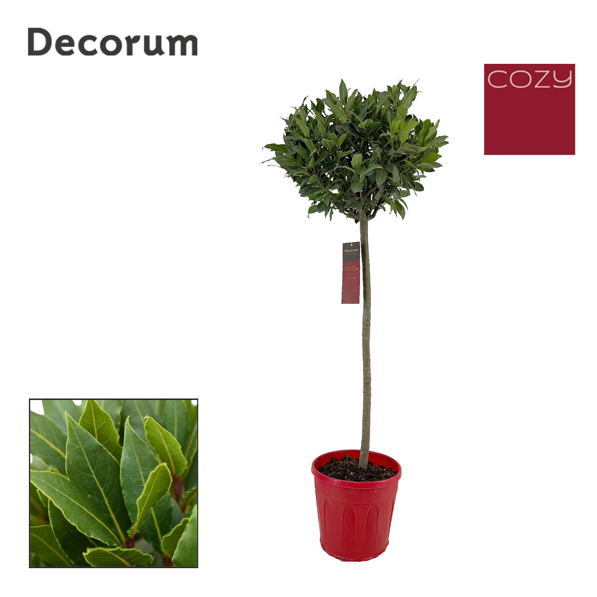 Laurus nobilis Bol op stam, D 25 cm