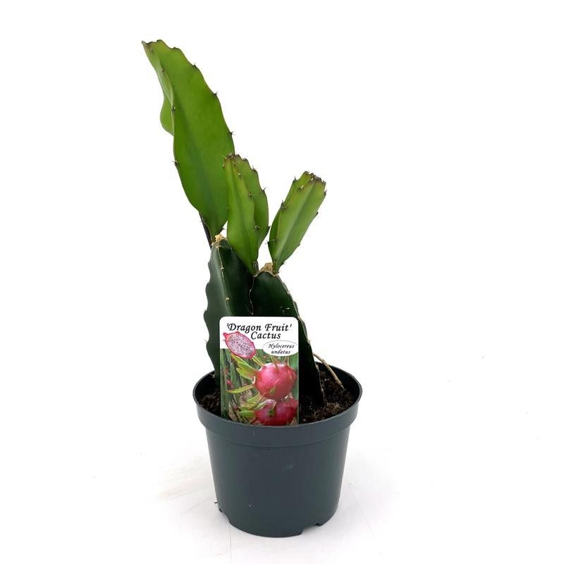 HYLOCEREUS UNDATUS 'Dragon Fruit', D 12