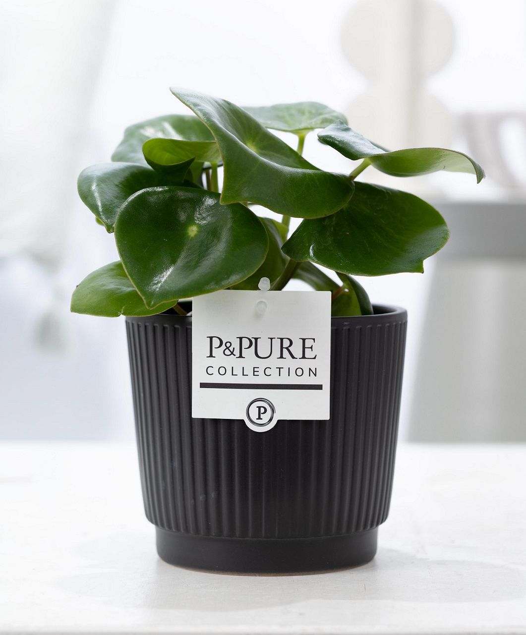 Peperomia Raindrop in P&PURE Liv ceramics matt black, D 12