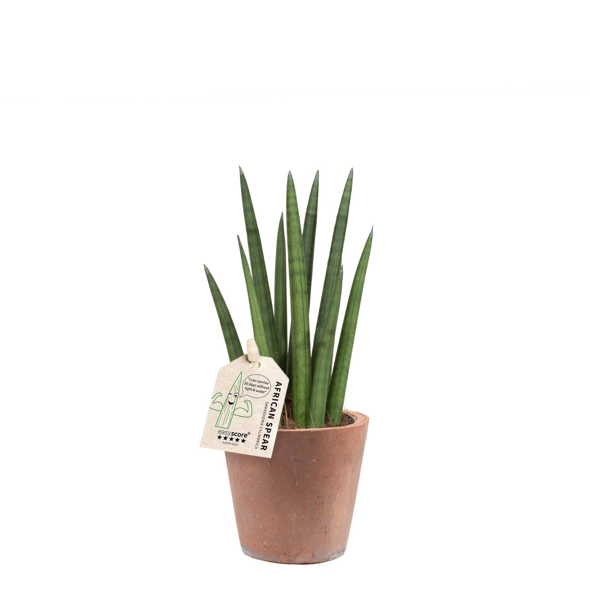 Terracotta Pot, Sansevieria cylindrica ´Rocket´, D 10