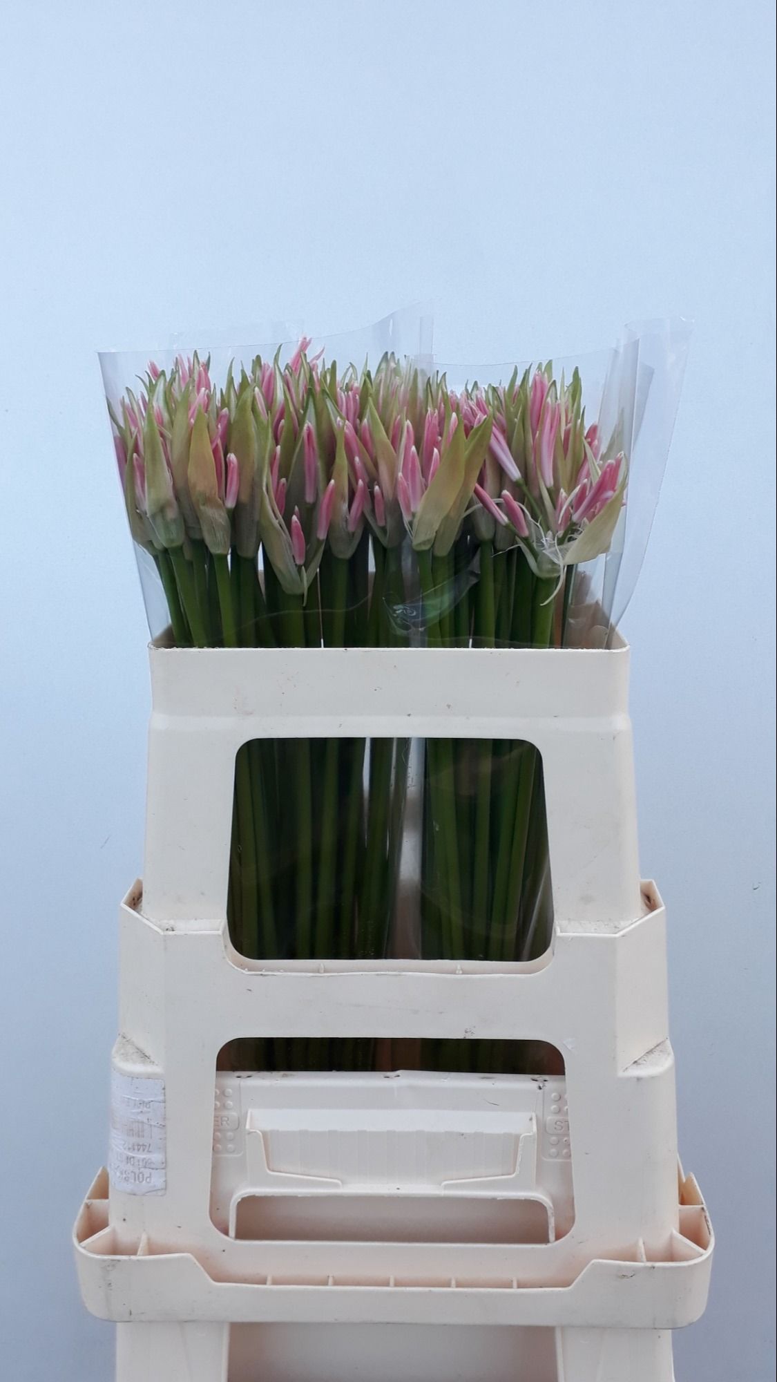 Нерине Стефани 55, шт.