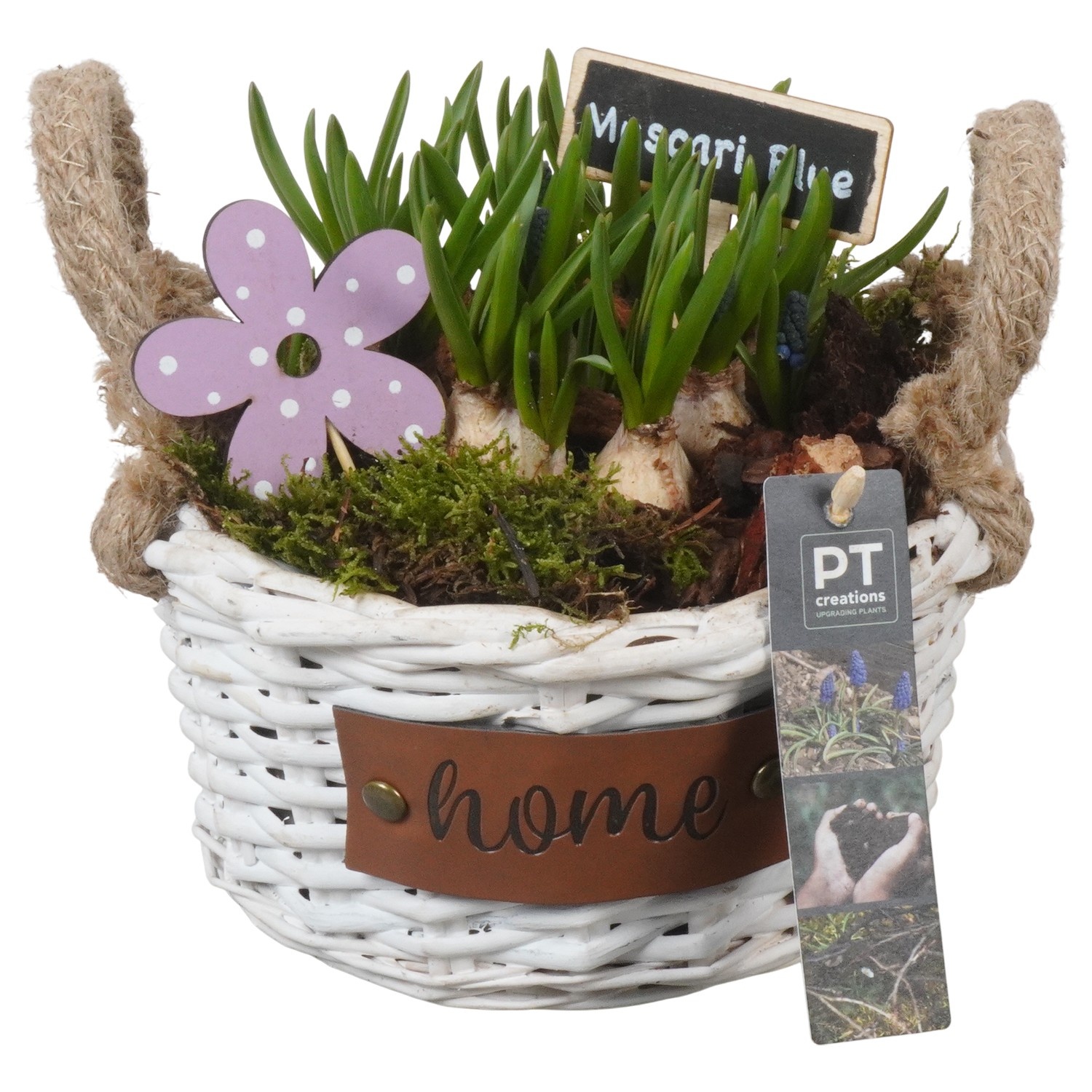 PTMB6234 Arrangement Muscari Blue in riet mand, D 19