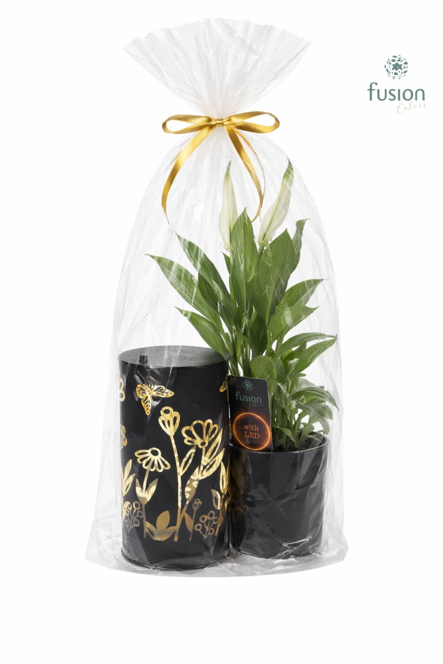 LED Duo glazen met Spathiphyllum, D 15