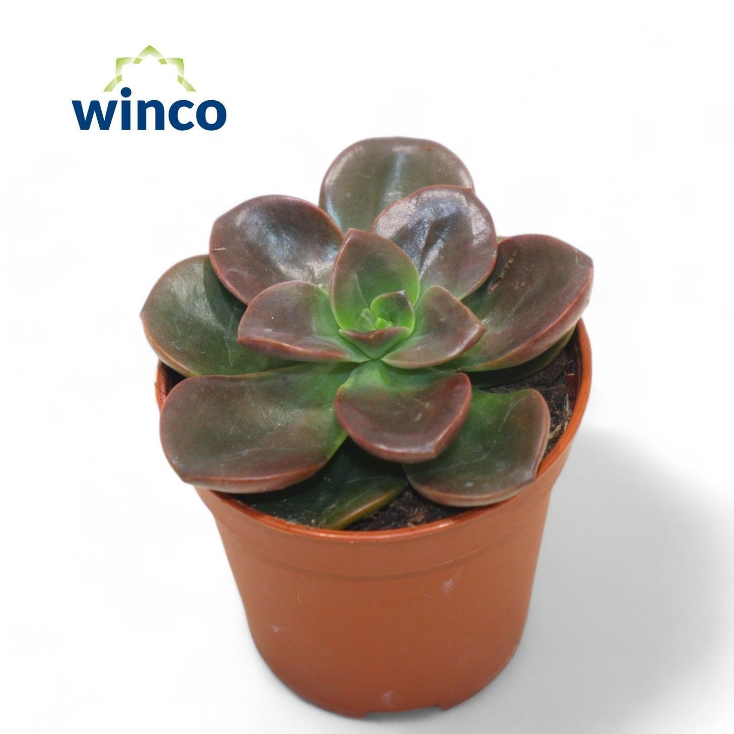 Echeveria Melaco, D 5,5