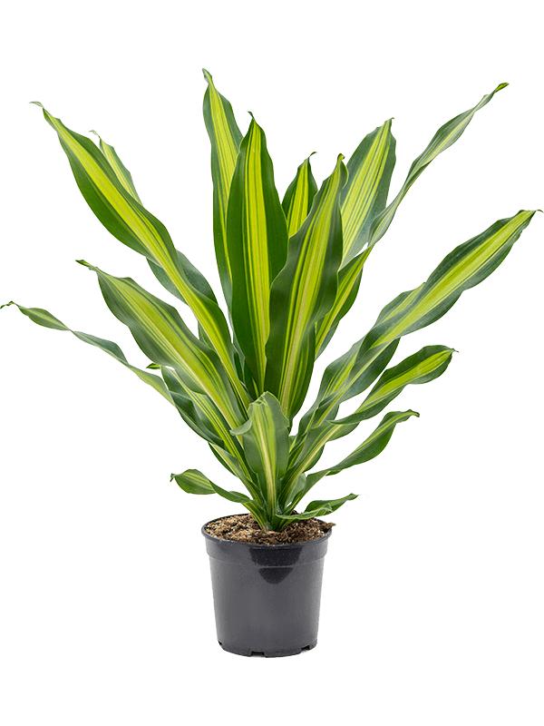 Dracaena fragrans 'Burley', D 21