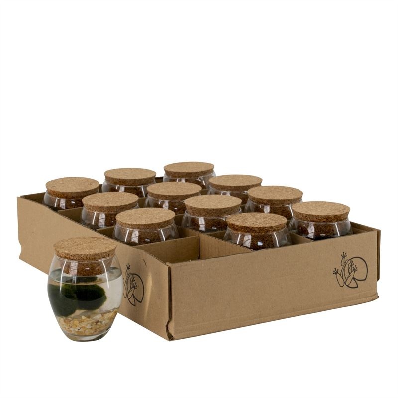 Chladophlora in Bolvaas x2 (D8-H9), D 8