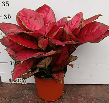 Аглаонема ред руи 14 35