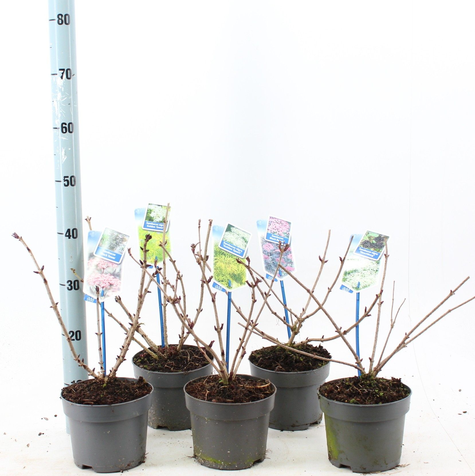 Sambucus nigra-mixP17, D 17