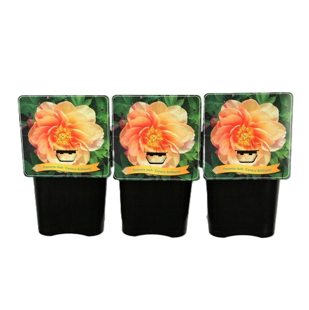 Paeonia Itoh 'Canary Brilliants' C5, D 21