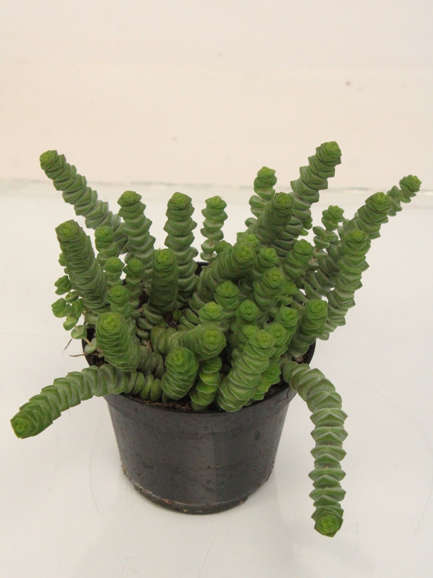 Crassula Hottentot, D 11 cm