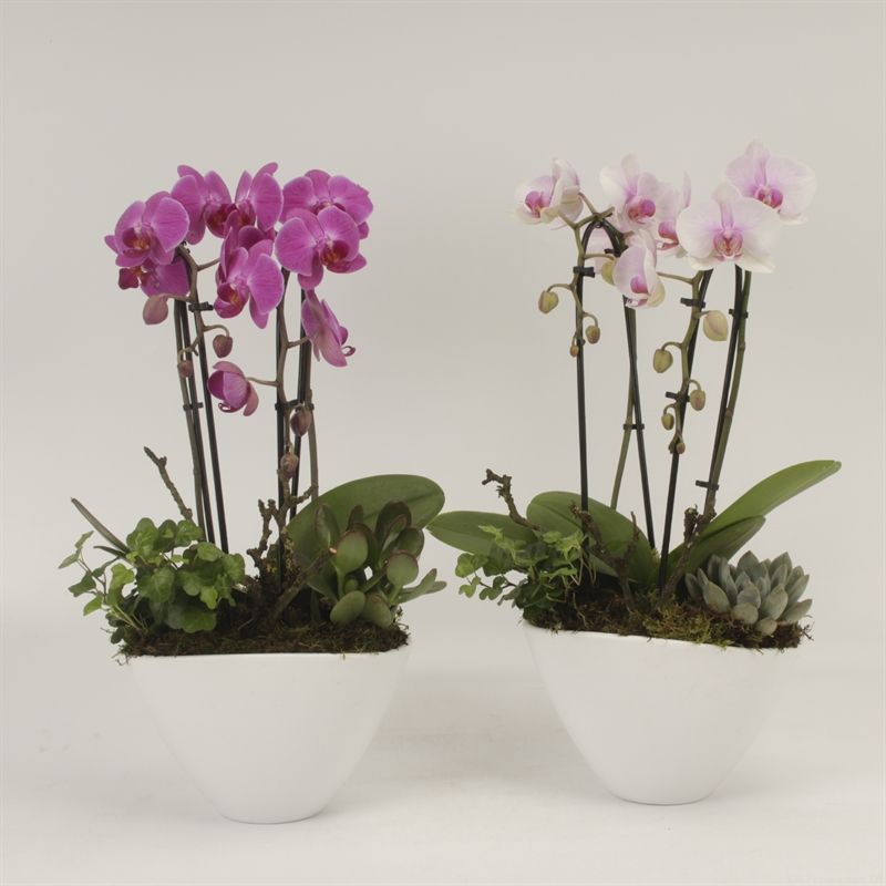 Phalaenopsis Elegant Cascade Schaal Veronica wit duoboga gemengd arrangement, D 22