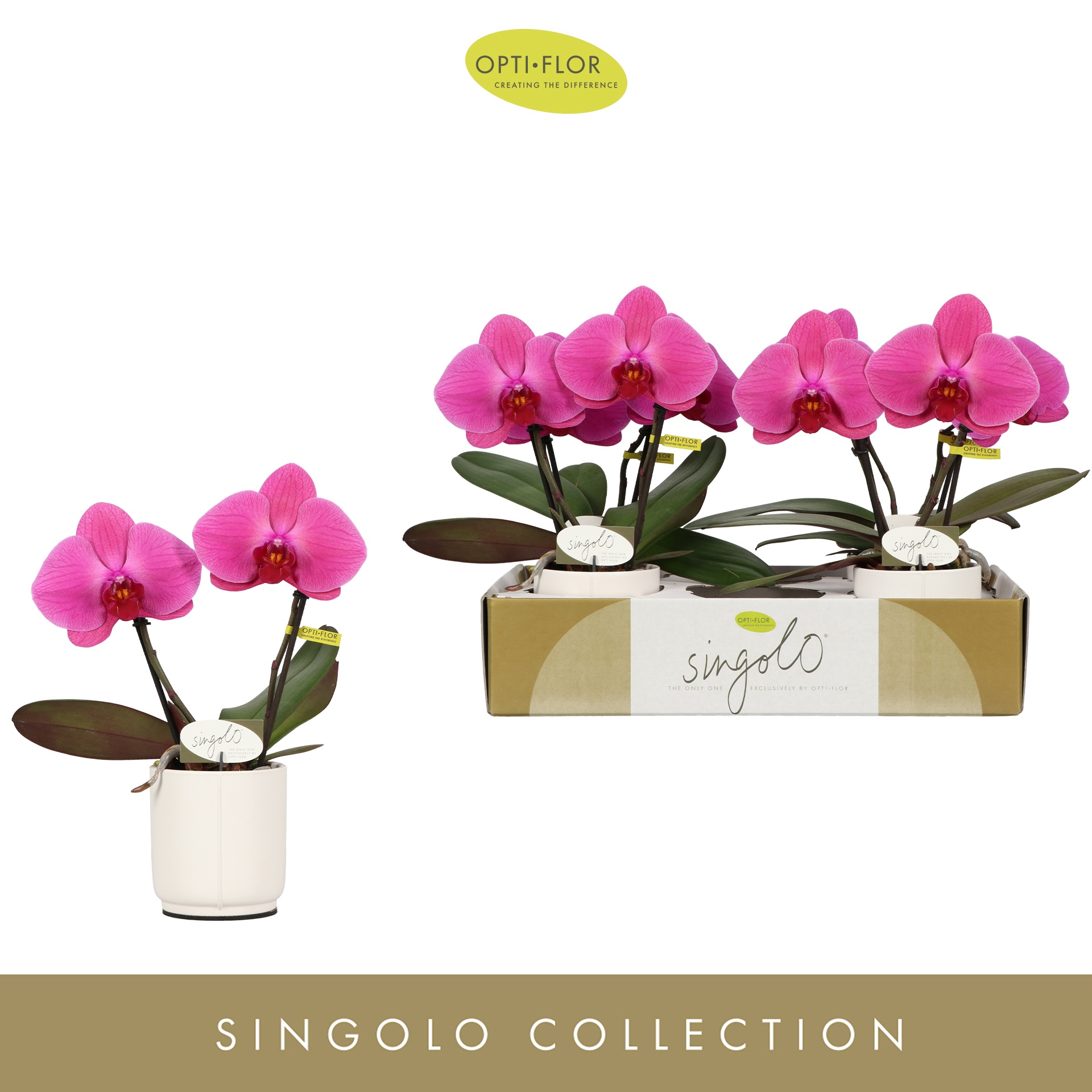 Singolo & Co Hida in Lazio White, D 9 cm