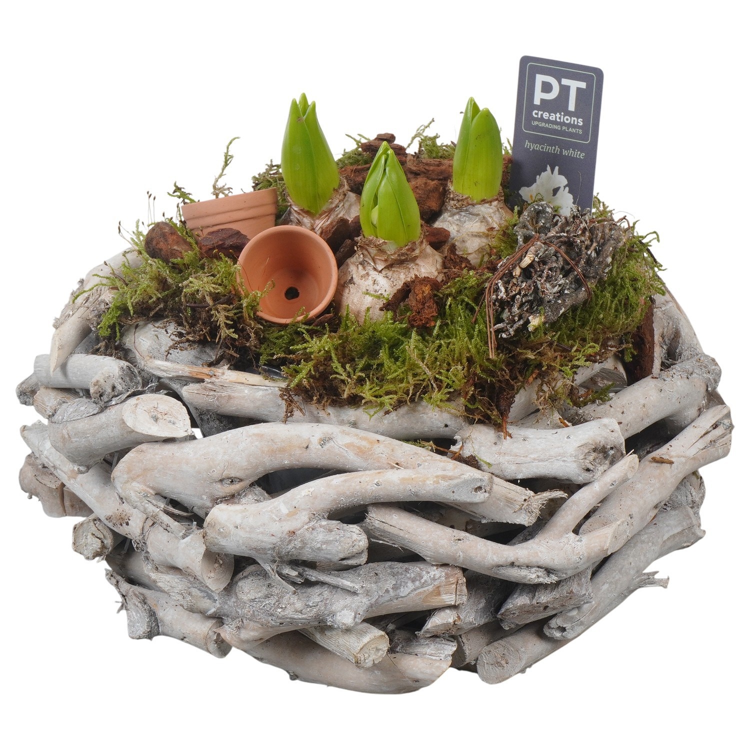 PTWH4010 Arrangement Winter Hyacint in houten bak, D 25