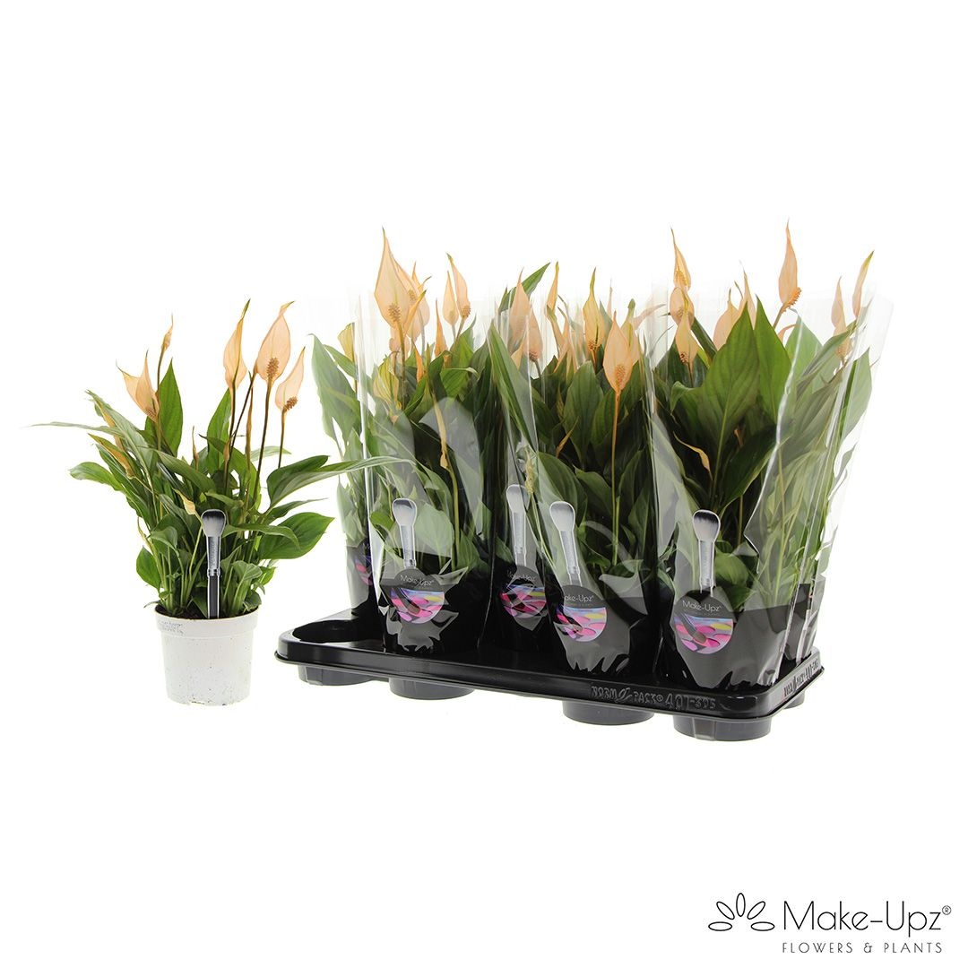 Spathiphyllum 13 cm Bellini Make Upz oranje, D 13