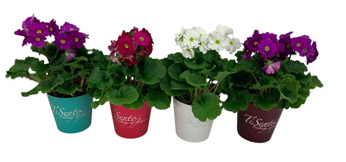 primula 12 cm mix - TiSento Smartcup, D 12