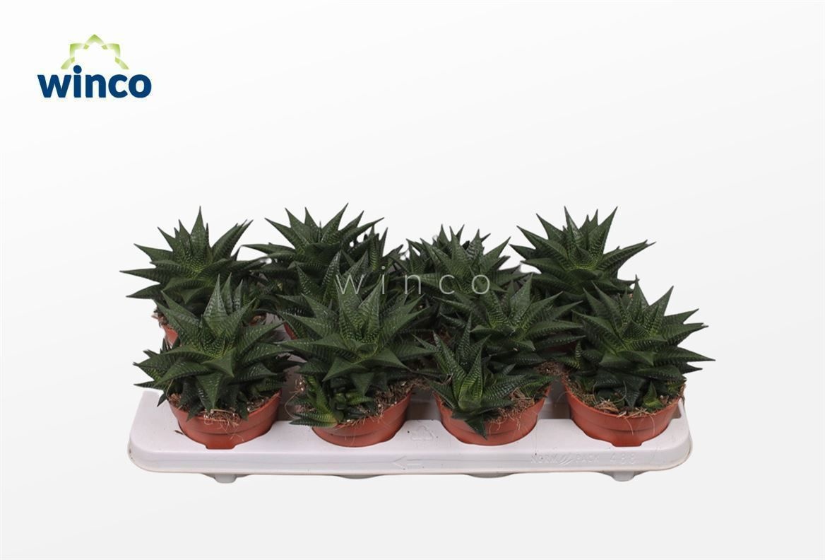 Haworthia Limifolia, D 12