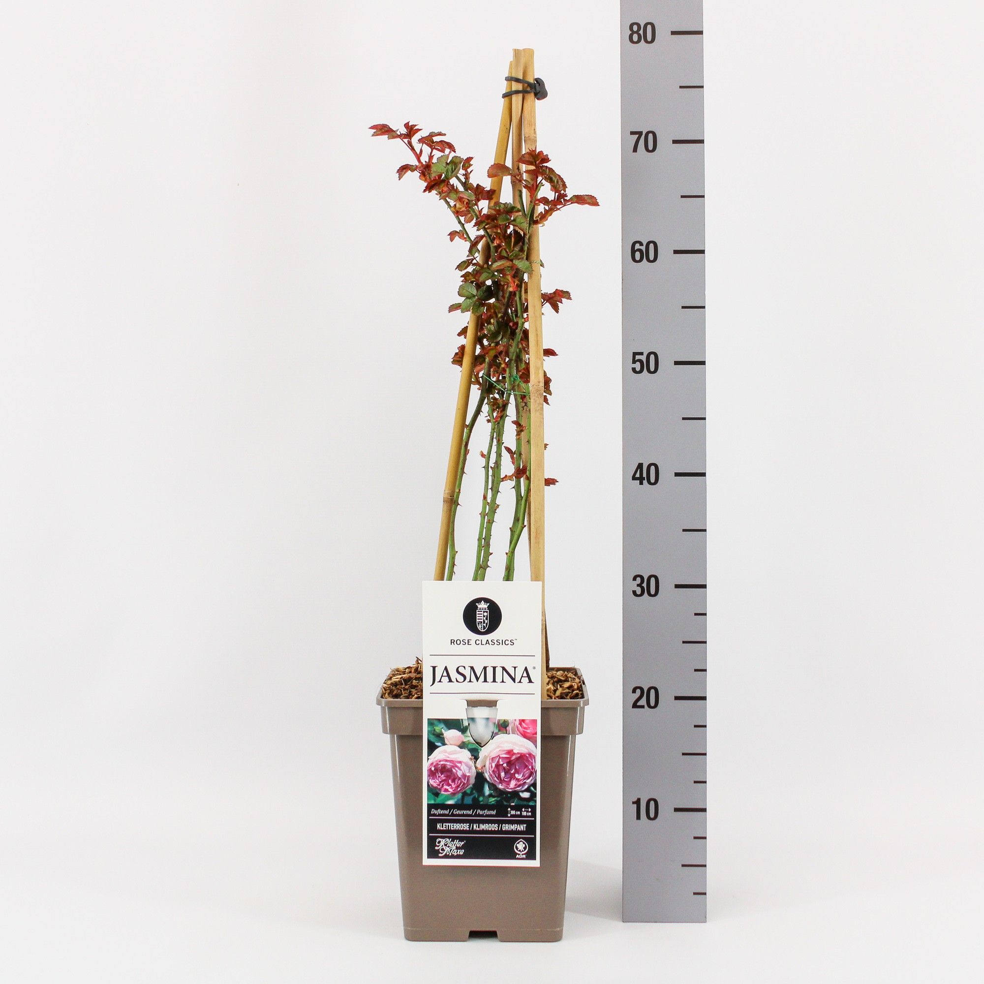 Rosa (K) Jasmina ®, C5, 4 stok 90 cm, D 23