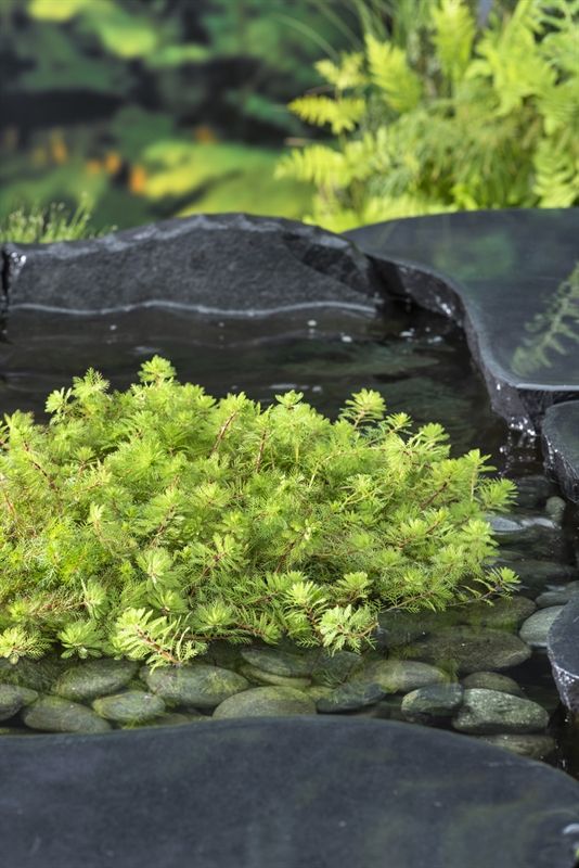 Myriophyllum rubricaule (11x11), D 11