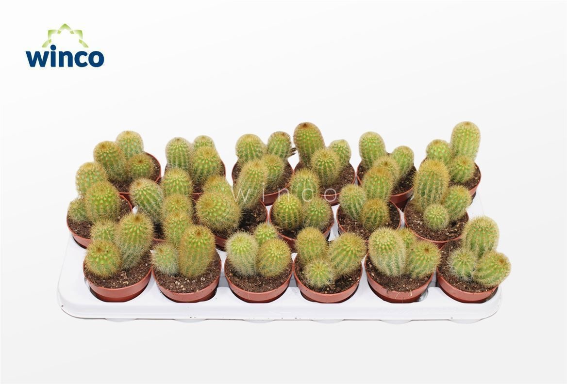 Vatricania Guentheri, D 8,5 cm