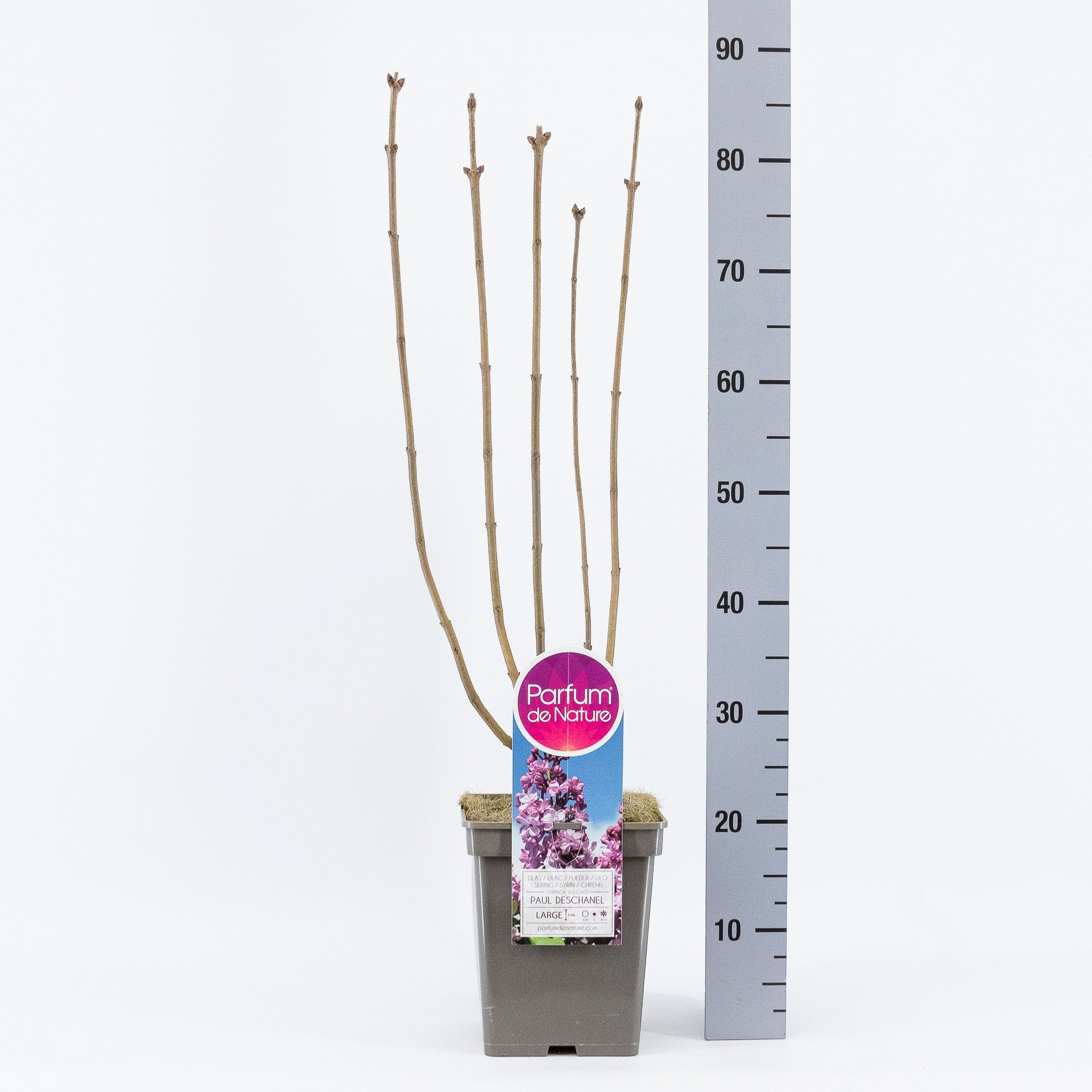 Syringa vul. Paul Deschanel, C5, D 23