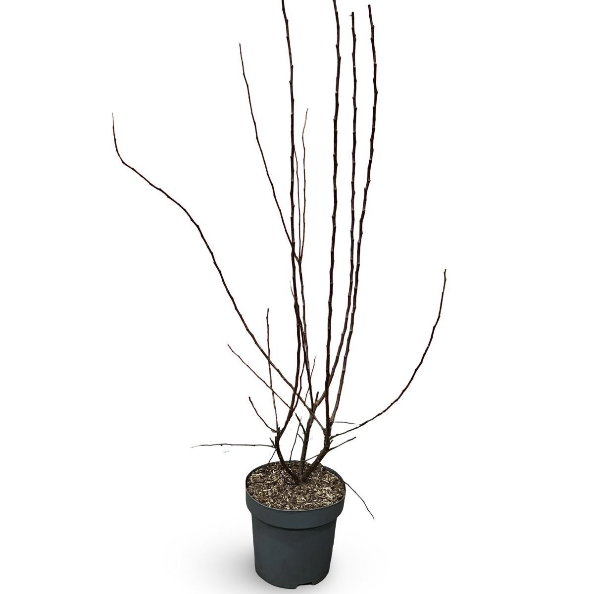 Malus toringo 'Scarlett', D 32