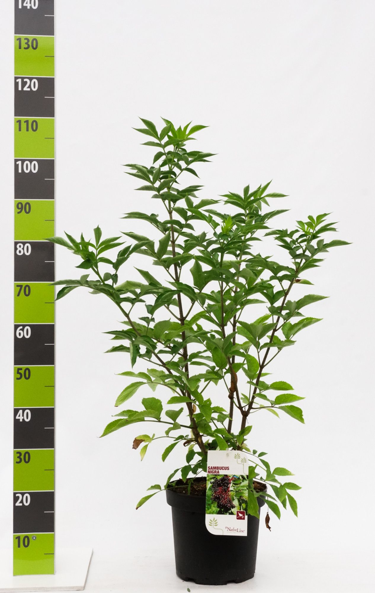 Sambucus nigra C 7,5, D 27 cm