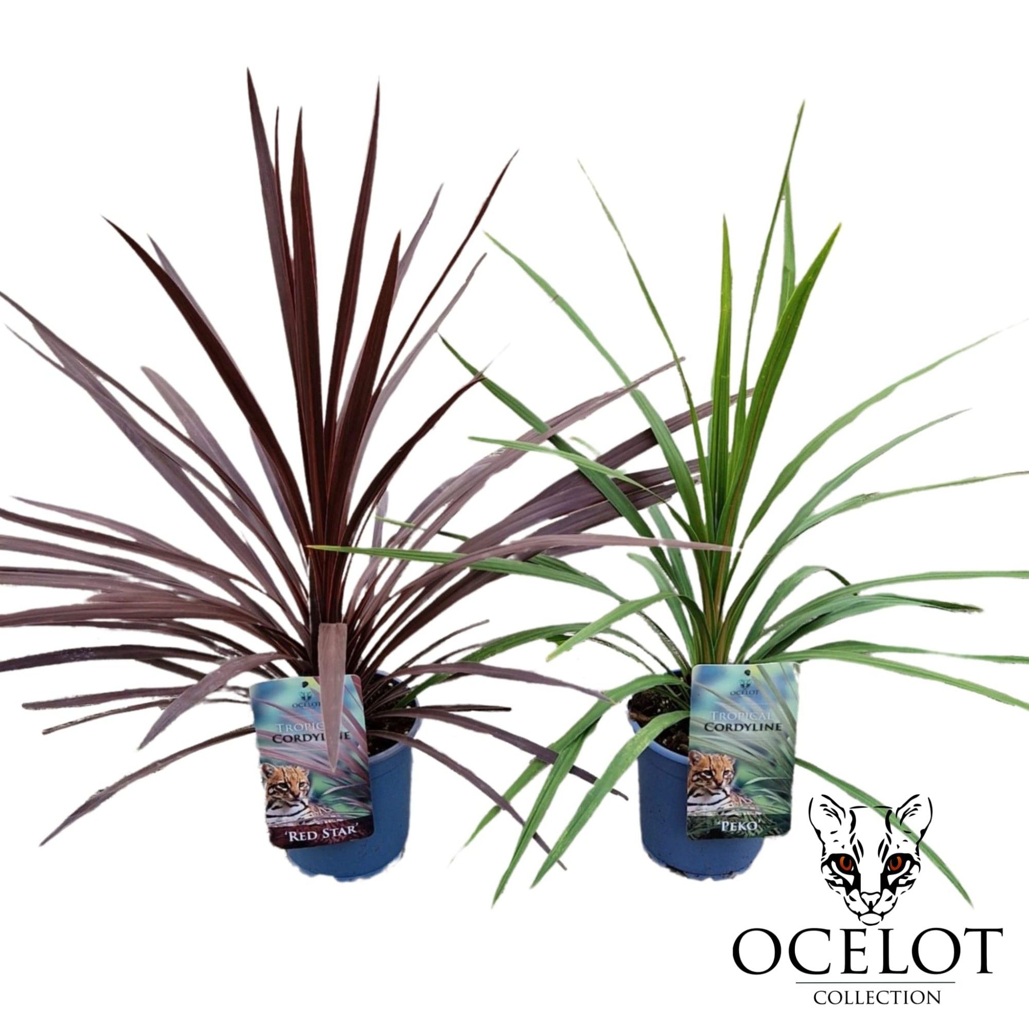 Cordyline 'Basic Mix' C2, D 17