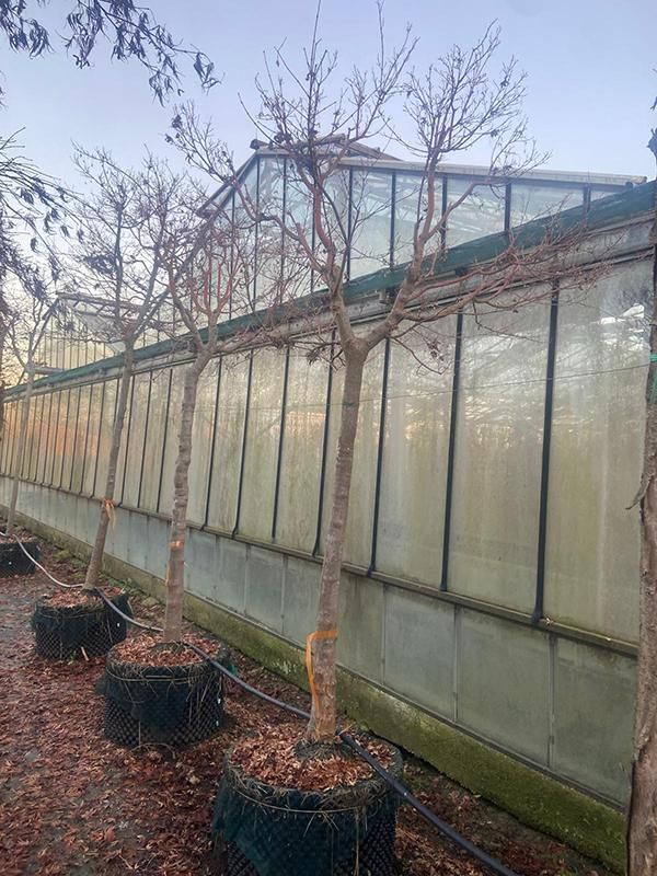 Acer pal. 'Sangokaku' (330-380), D 70