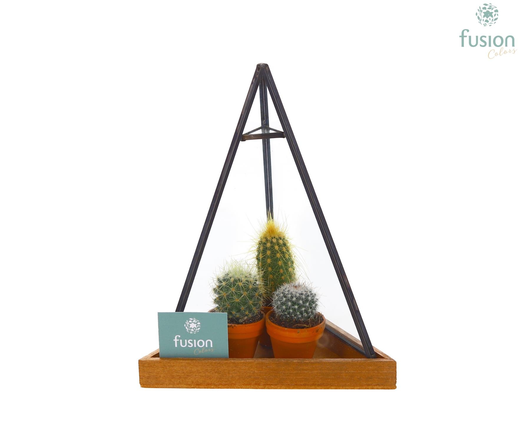 Glas Pyramide met metaal Small met Cactussen, D 14