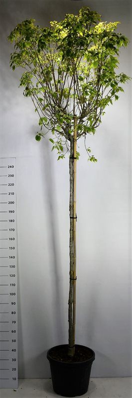 Cornus k. 'China Girl', D 51 cm